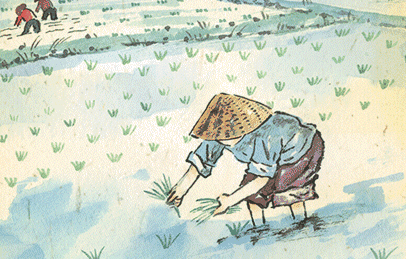 中江人六月家乡插秧忙静待穗浪好丰收
