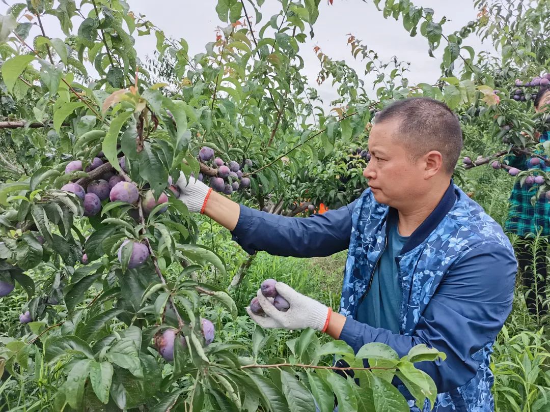 北川这里的凤凰李成熟啦,等你来摘