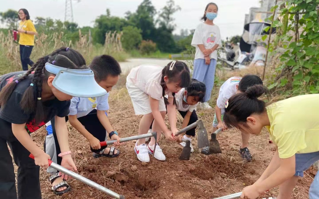 我们的菜园隆昌市大南街小学劳动实践活动