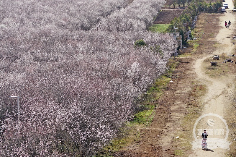 3月2日,位于大府井村的明秦王墓周围的山桃花全部盛开,大片花海,十分