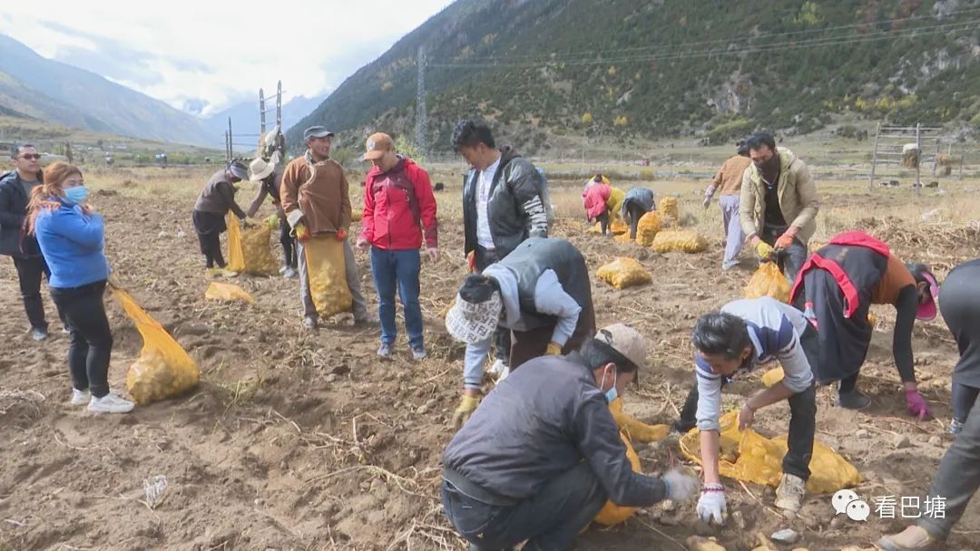 乡村振兴鹏城一线收获金豆豆村民乐悠悠巴塘县波密乡千亩土豆种植基地