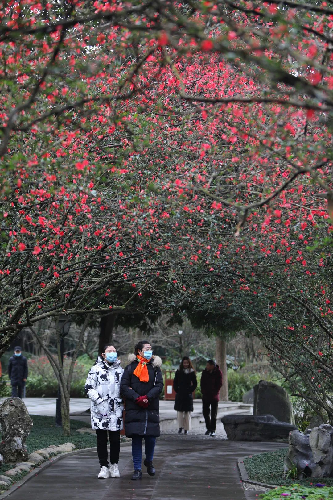 今日立春双流棠湖公园的海棠花开了