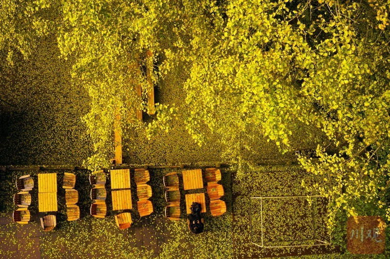 步入雅安名山区蒙顶山天盖寺,十余株千年银杏已收起绿荫,亮出一树金黄