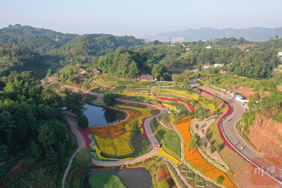 金秋十月,宜宾市三江新区龙头山花湖田源景区菊花展2021年10月1日开园