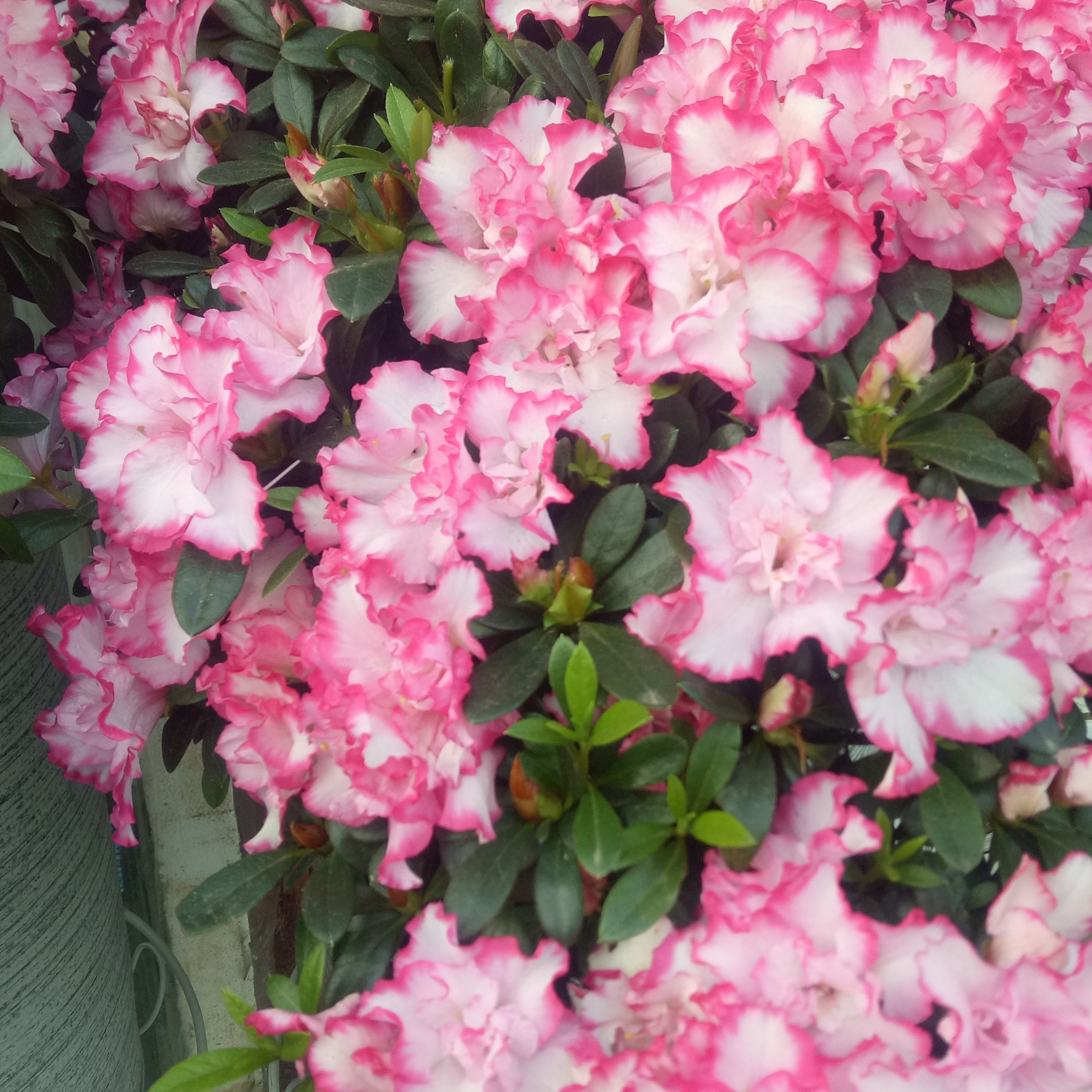 川观网友李海燕