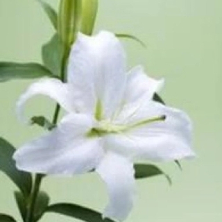 高新实小杨建华