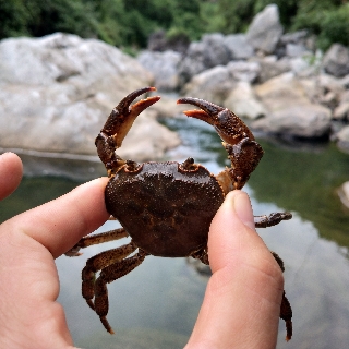 揚(yáng)哥哥