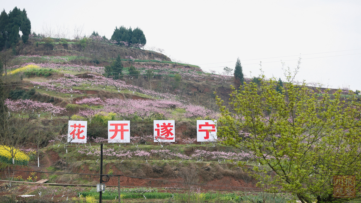 18遂宁市第四届乡村旅游节,川观妹儿邀您共赏无尽繁花!