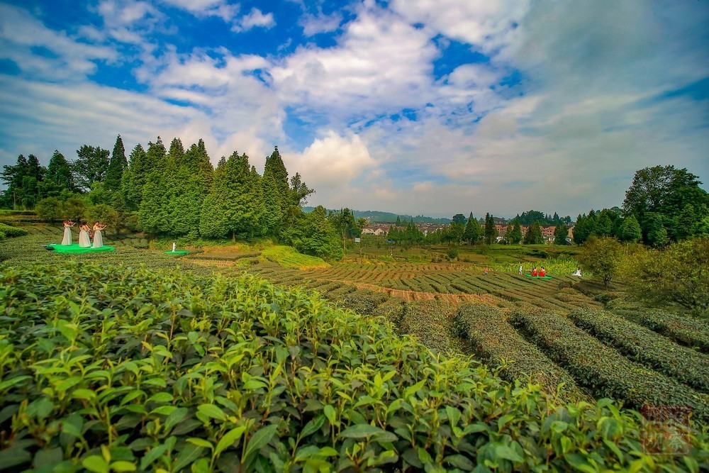 雨城:合江镇上演"茶田音乐会"