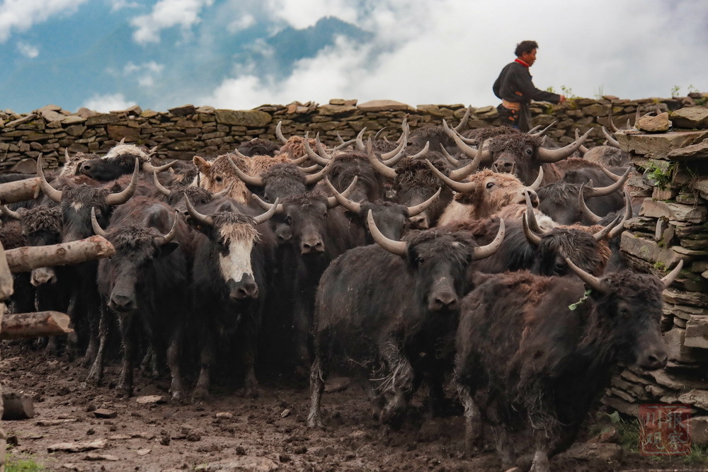 经幡雪山舞牦牛宝兴上演东方斗牛舞会