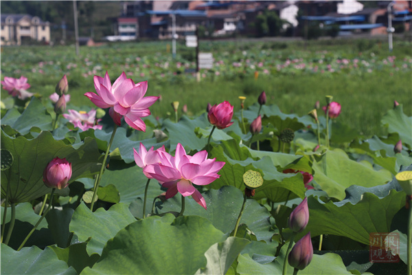 又一网红打卡地来了 - 川观新闻