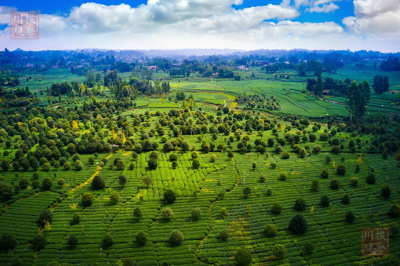 浓郁的桂花香味扑鼻而至,在绿意盎然的茶园内,一株株桂花树冠上已是"