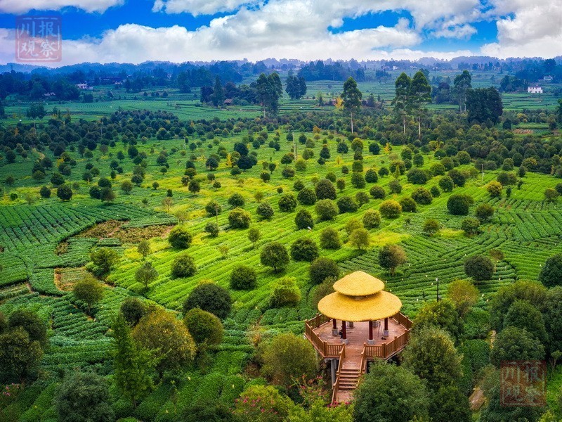 记者走进2019四川花卉(果类)生态旅游节分会场暨名山区首届桂花飘香节