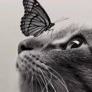 猪鸡成群（黄通有）