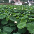 ꧁༺༃掌握梦想༒何以成败༃༻꧂