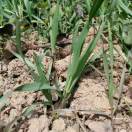 小憨憨不敢1916352