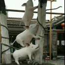 会上树的猪