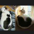 不会说话的老江湖