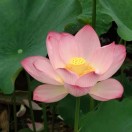 惟愿岁月静好