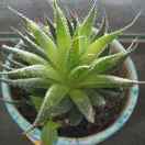 小李飞刀(艺茂源农场)