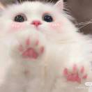 ᥴꫝꪮꪮડꫀ .