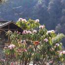 脱不了的大檐帽