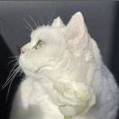 困的晕ᶠᵘᶠᵘ💤