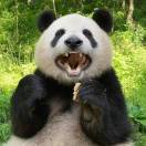 瞧，月亮 ！