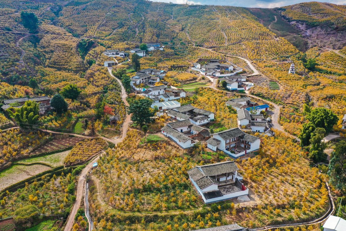 "中国石榴之乡"会理:冬日的阳光下的金色榴林