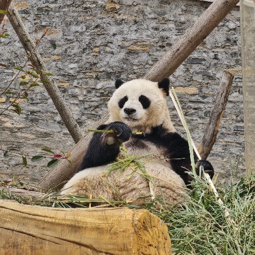 火马年，红红火火