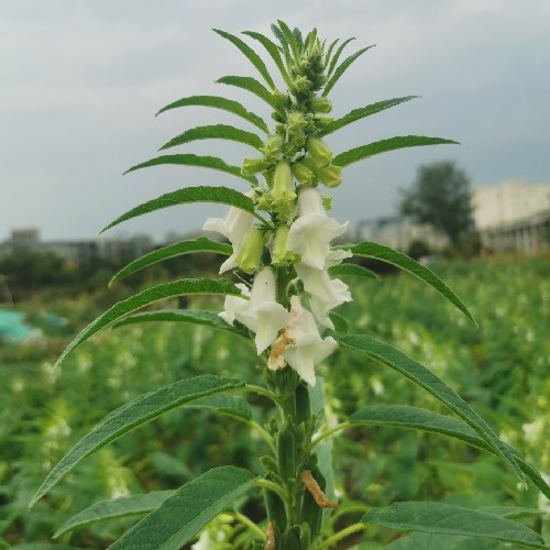  川观网友138f