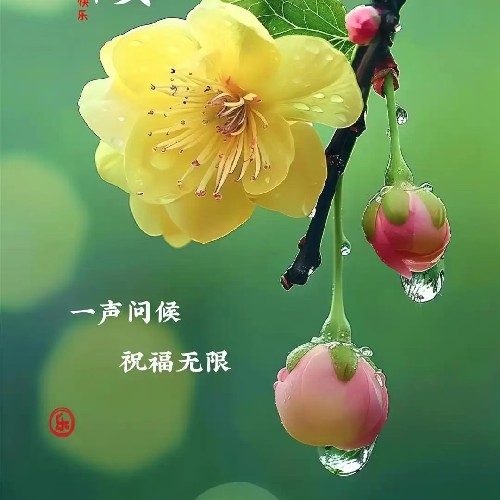🌸暖暖的阳🌸🌸