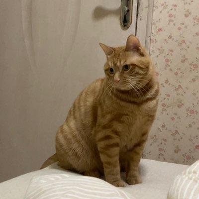 川观不忠实用户