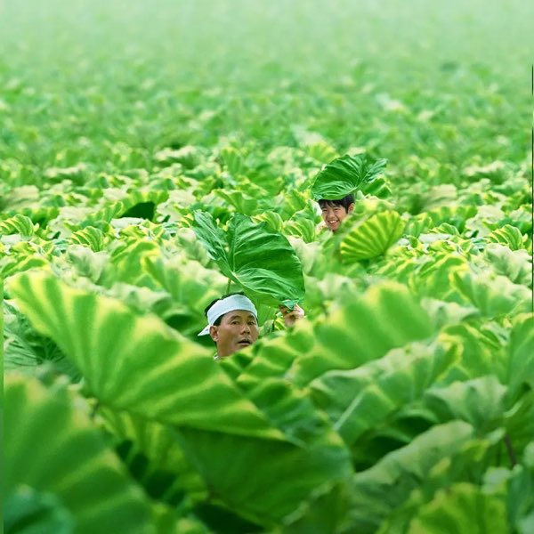 座头市的菊次郎