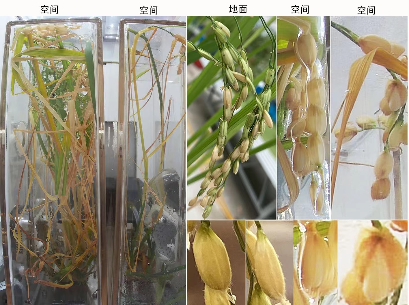 北稻7号水稻种子图片