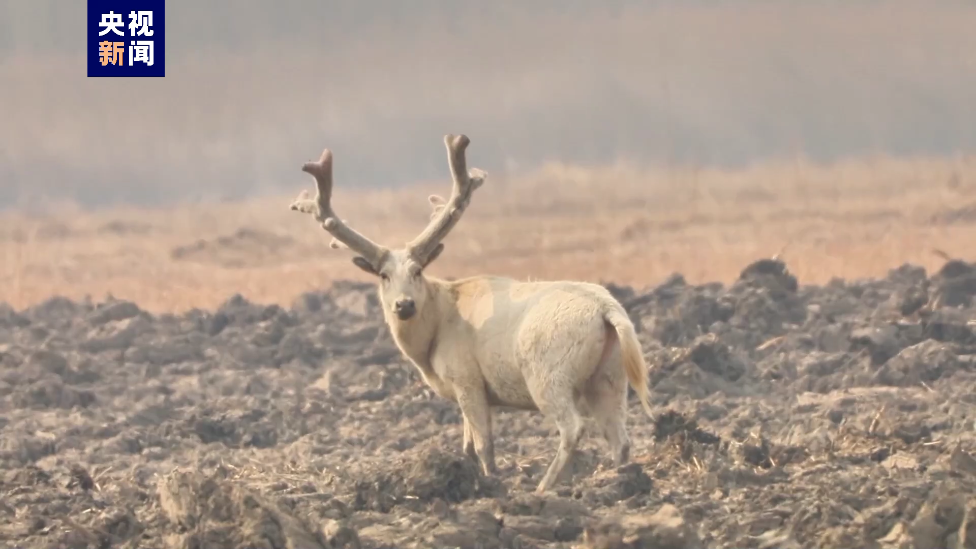 天津七里海湿地现白色麋鹿 - 川观新闻