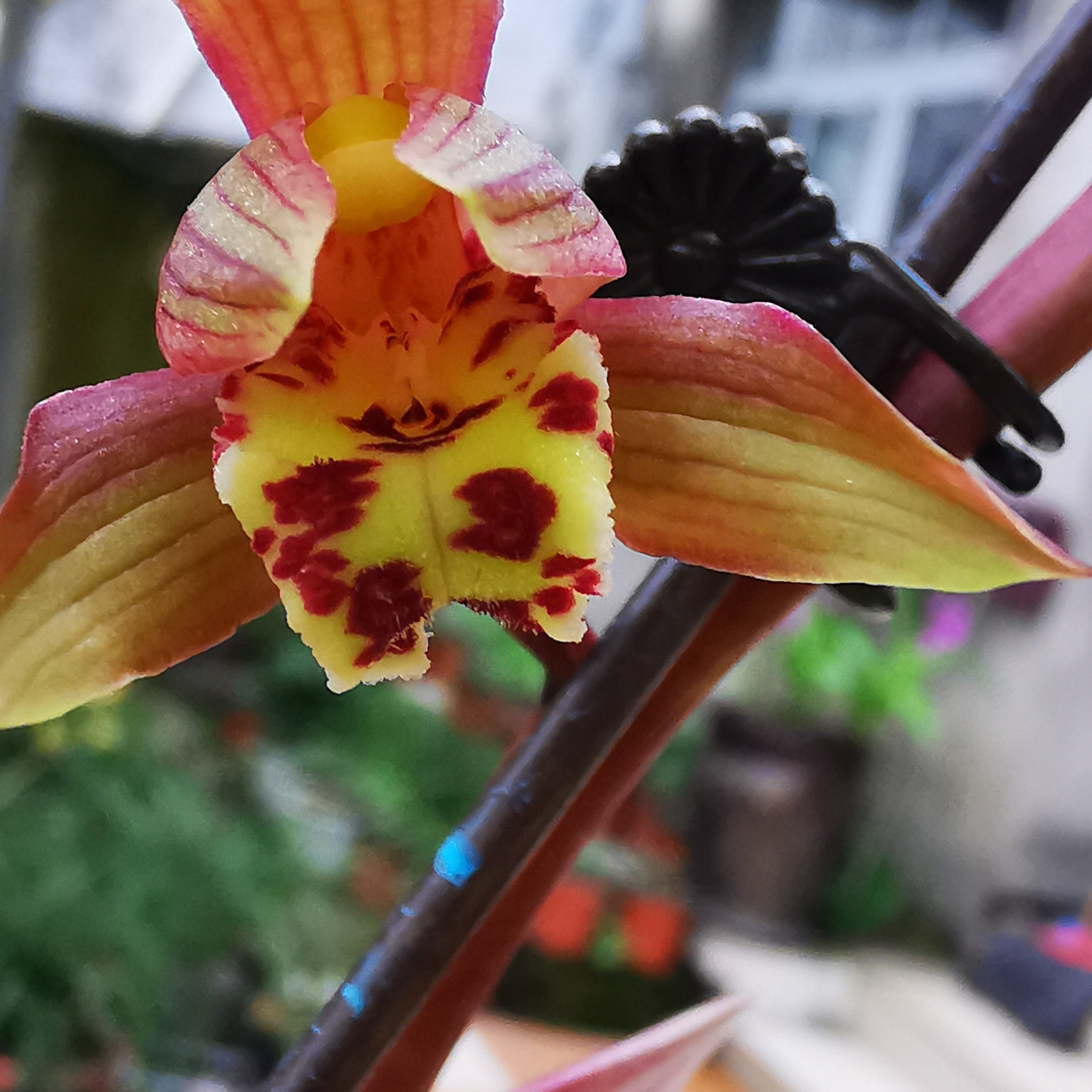 川觀網(wǎng)友791050