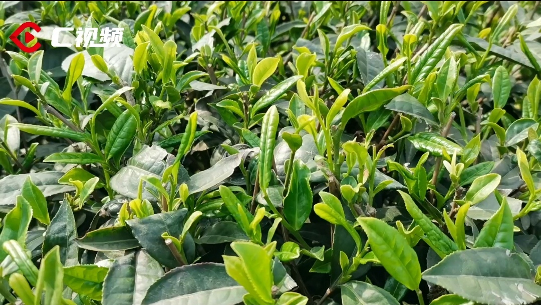 挖掘资源优势宜宾南溪汪家镇书写特色农业致富经