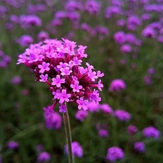 廖榮華123