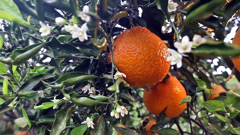 江安橙花岛图片