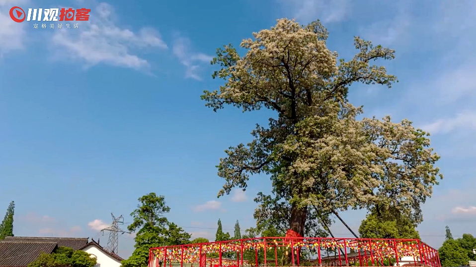 什邡千年红豆树再逢春,今年春天终开花! - 川观新闻