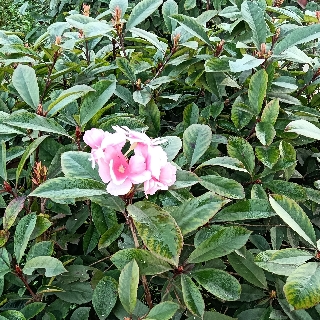 花草從中一滴露