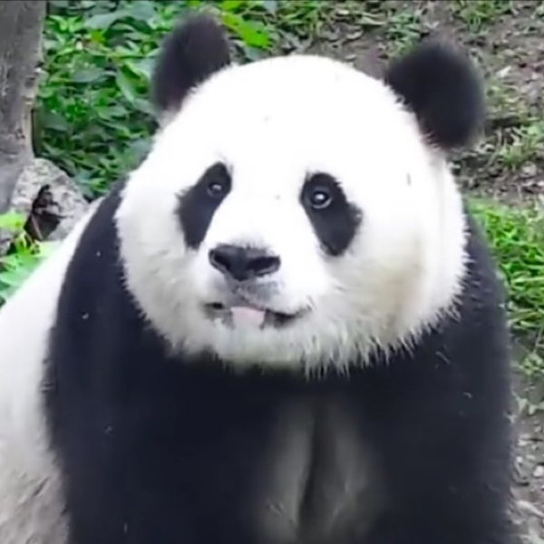 天赐蔓越煤