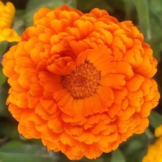 余东（阿坝镇第三寄）