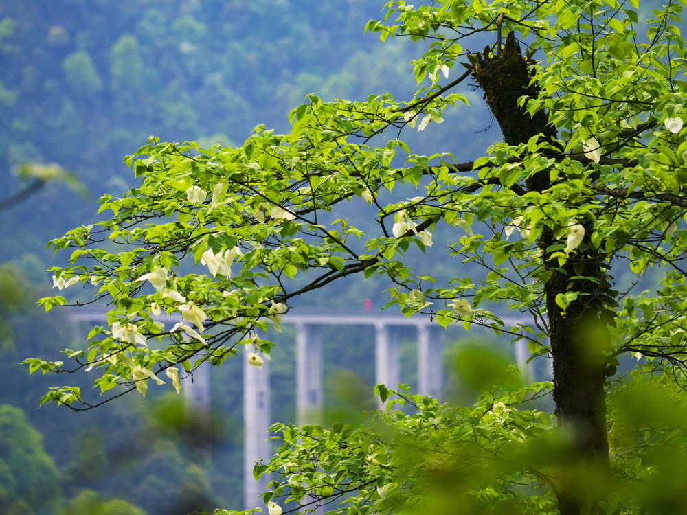 鸽子花节来了五一去荥经龙苍沟森呼吸