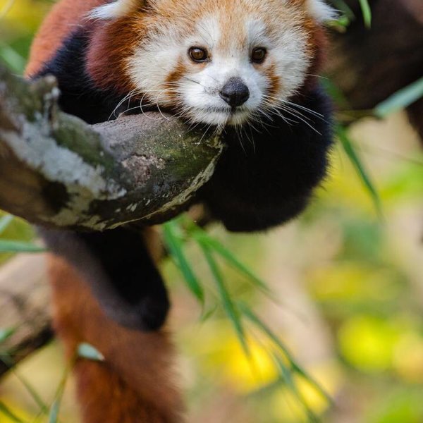 川观网友麒哥471