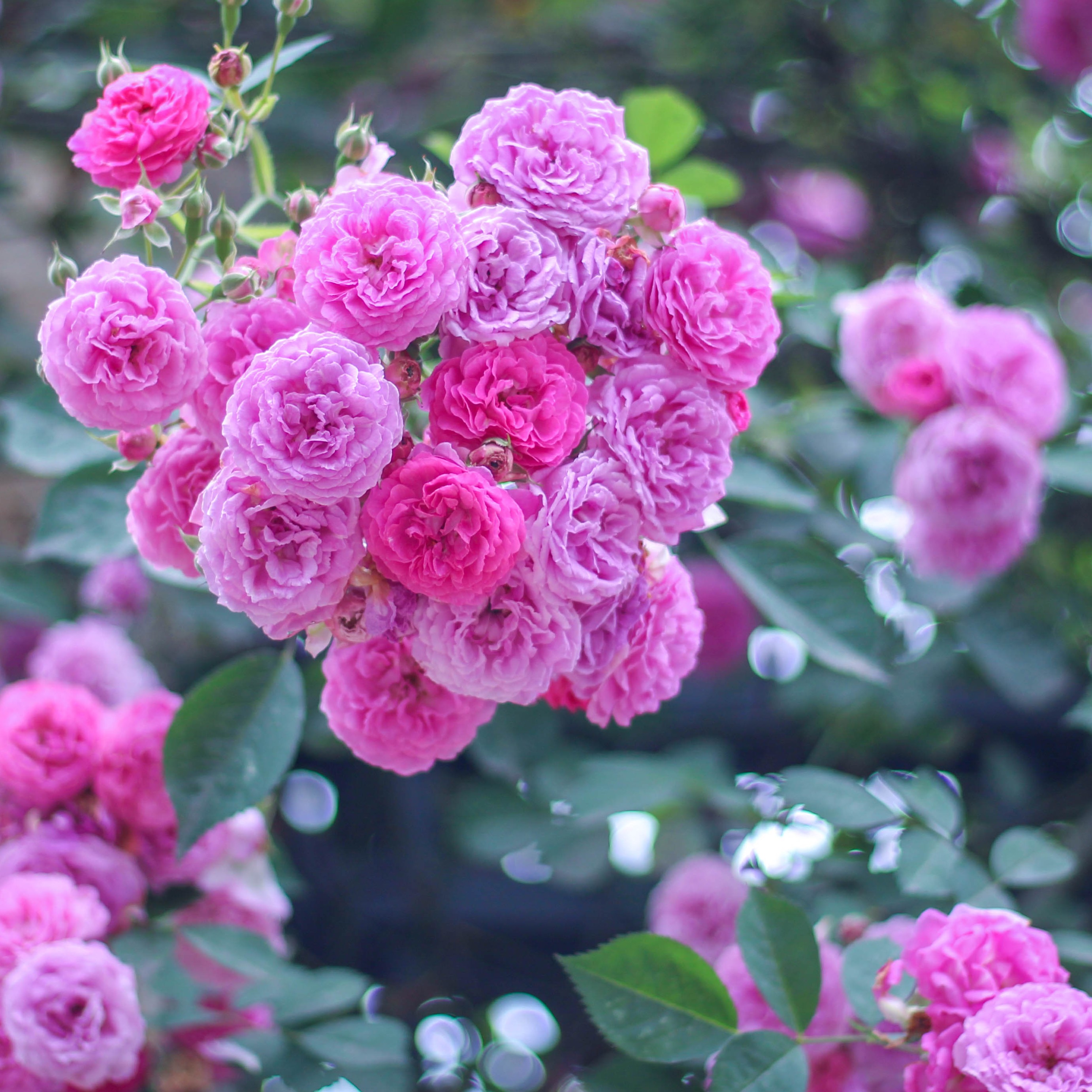 芦阳第三小学黄杰