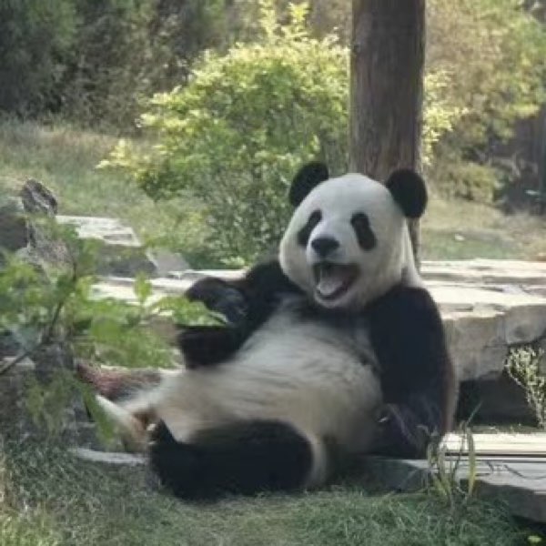 快開門是金虎