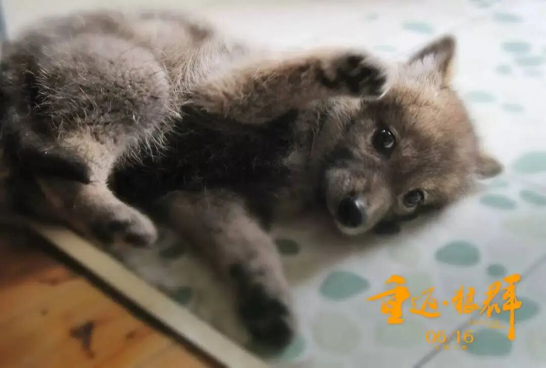 纪录片《重返·狼群》翻红，感动全网！狼王“格林”还活着吗？主人公们近况如何？导演亦风回应_https://www.izongheng.net_快讯_第4张