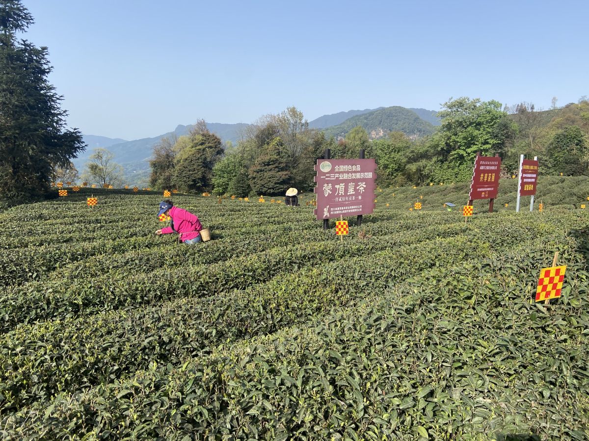 京东农场在川首个"数字化茶园"落户蒙顶山 川观新闻